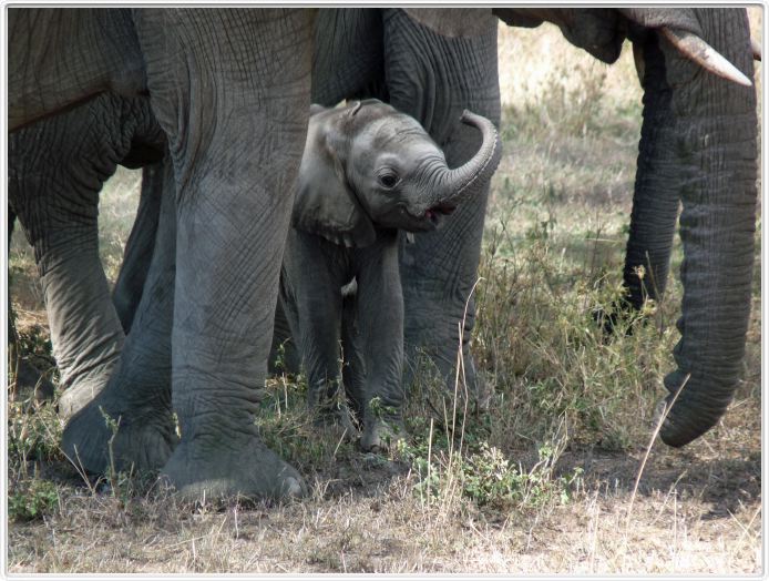 Serengeti, la région de Seronera