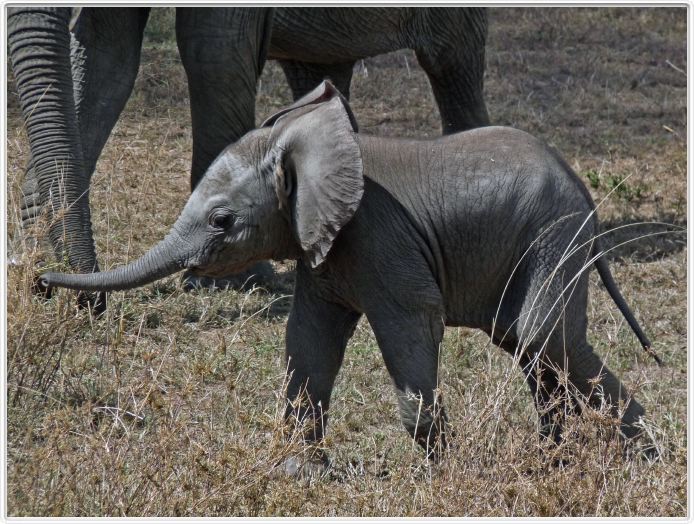 Serengeti, la région de Seronera