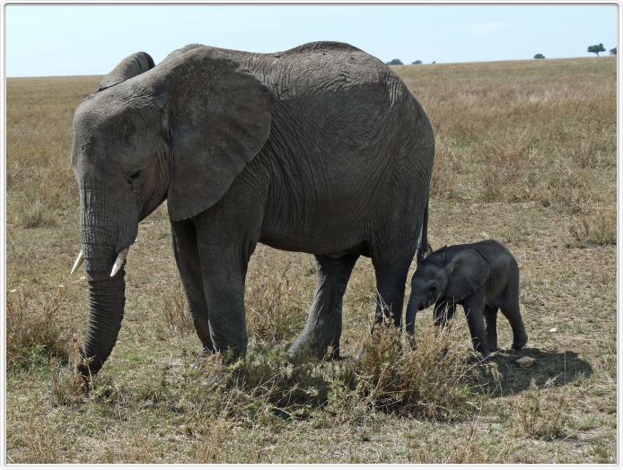 Serengeti, la région de Seronera