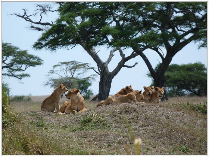 Serengeti, la région de Seronera