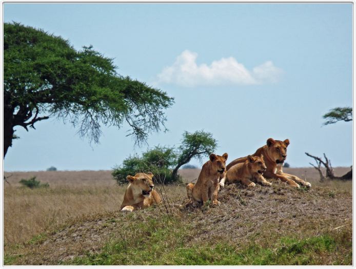 Serengeti, la région de Seronera