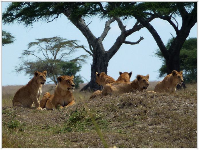 Serengeti, la région de Seronera