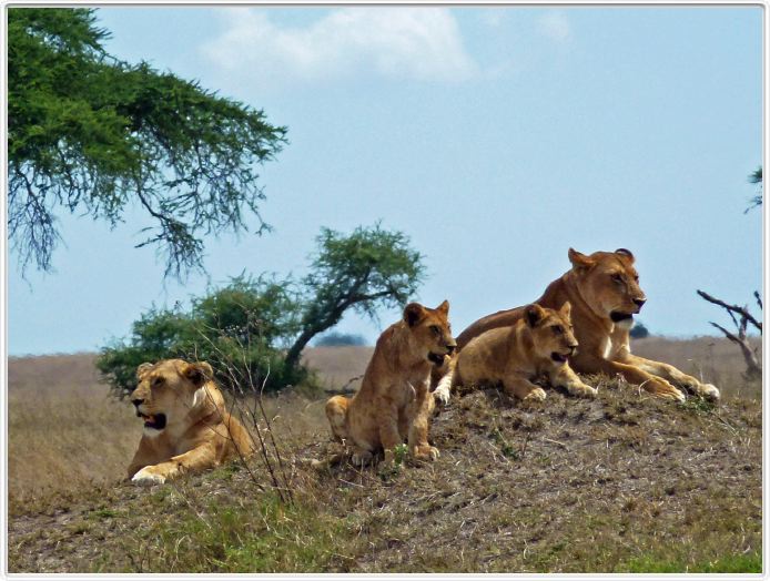 Serengeti, la région de Seronera