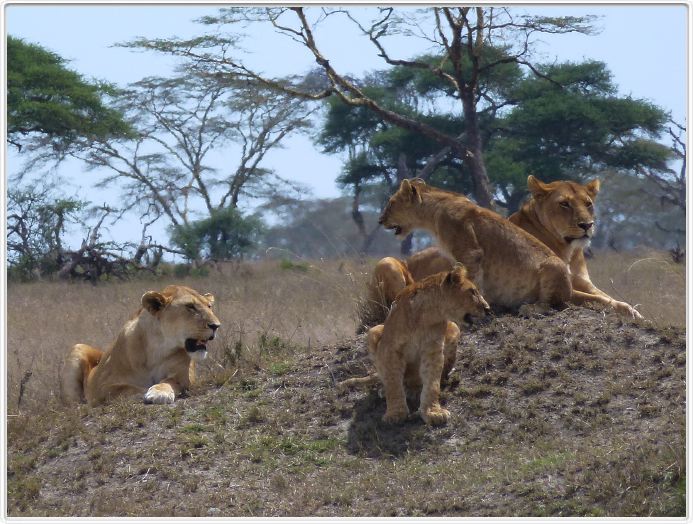 Serengeti, la région de Seronera