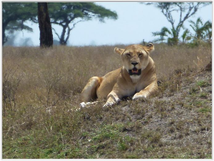 Serengeti, la région de Seronera