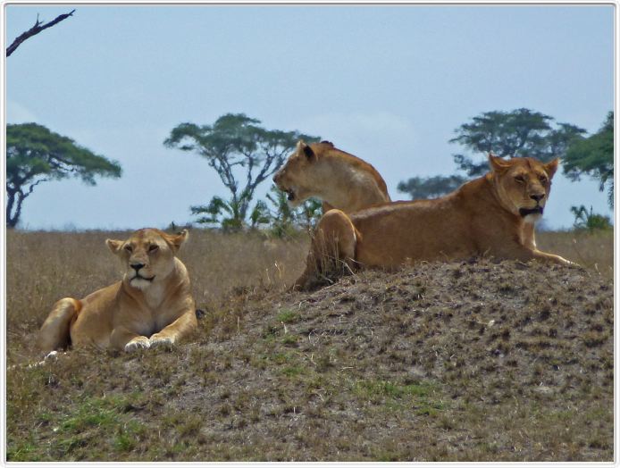 Serengeti, la région de Seronera