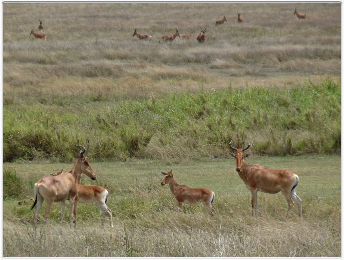 Serengeti, la région de Seronera