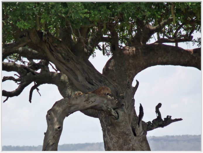 Serengeti, la région de Seronera