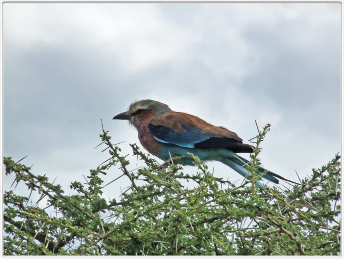 Serengeti, la région de Seronera