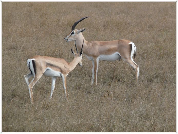 Serengeti, la région de Seronera