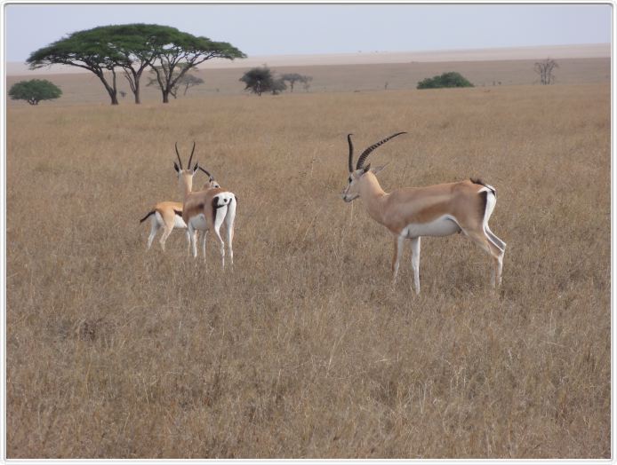 Serengeti, la région de Seronera