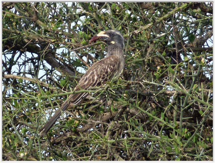 Serengeti, la région de Seronera