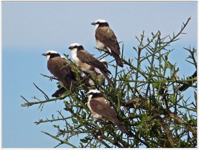Serengeti, la région de Seronera