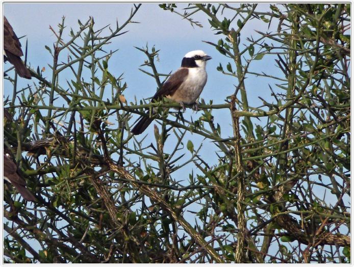 Serengeti, la région de Seronera