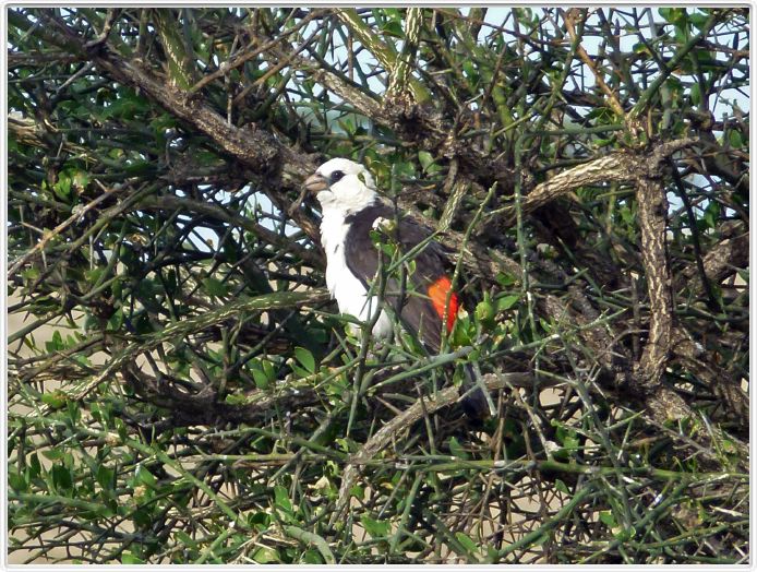 Serengeti, la région de Seronera