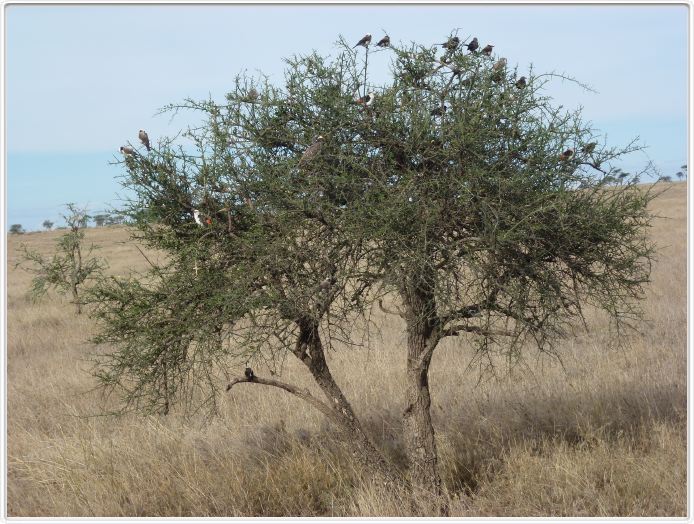 Serengeti, la région de Seronera