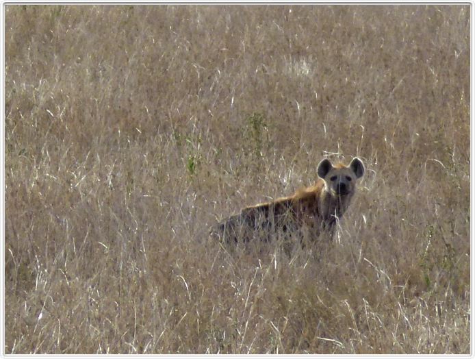 Serengeti, la région de Seronera