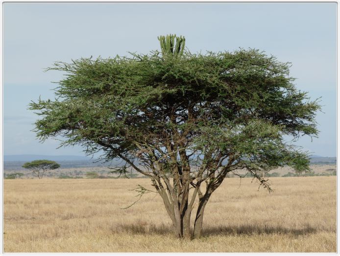 Serengeti, la région de Seronera