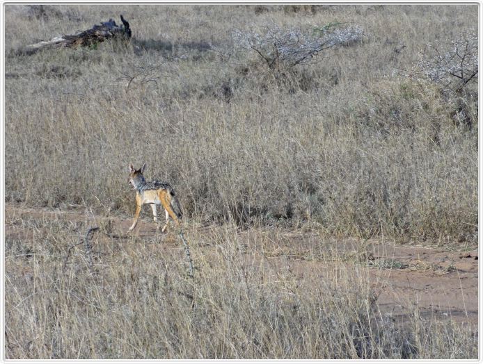 Serengeti, la région de Seronera