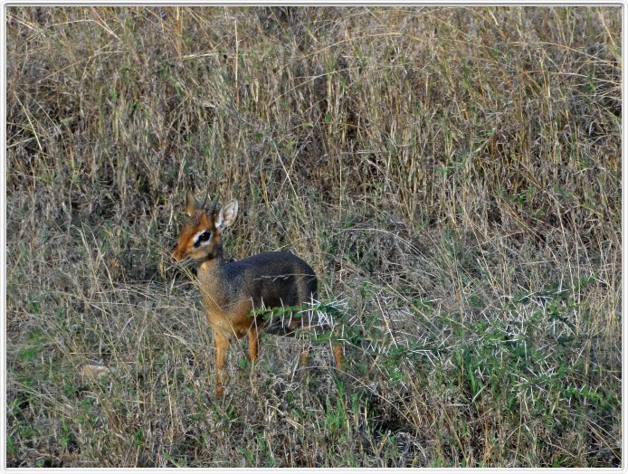 Serengeti, la région de Seronera