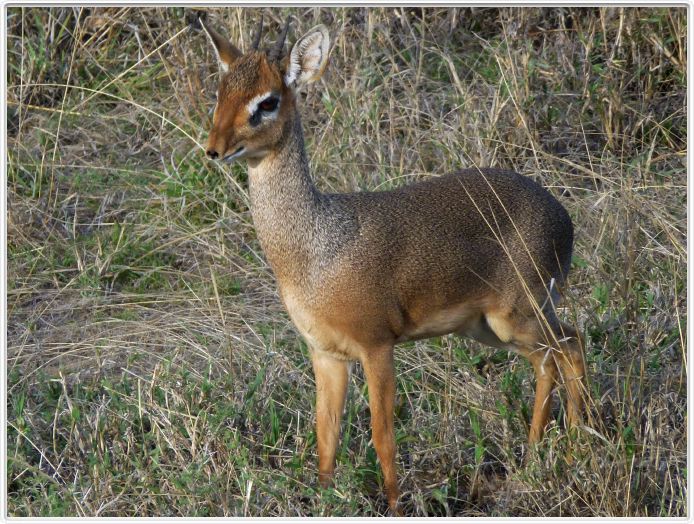 Serengeti, la région de Seronera