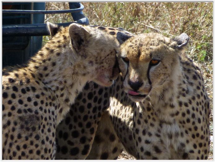 En route pour le Cratère de Ngorongoro
