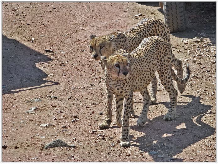 En route pour le Cratère de Ngorongoro