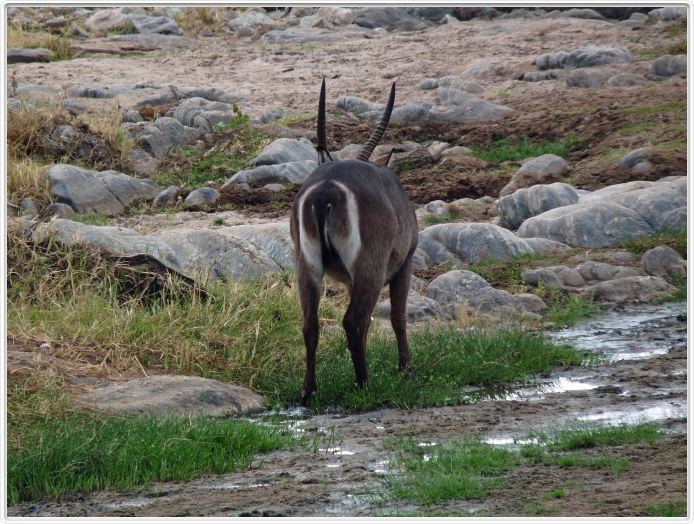 Parc national Tarangire