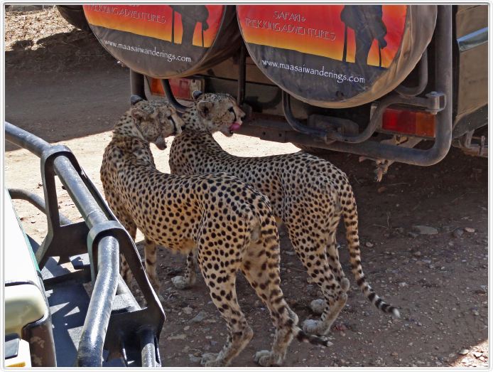En route pour le Cratère de Ngorongoro