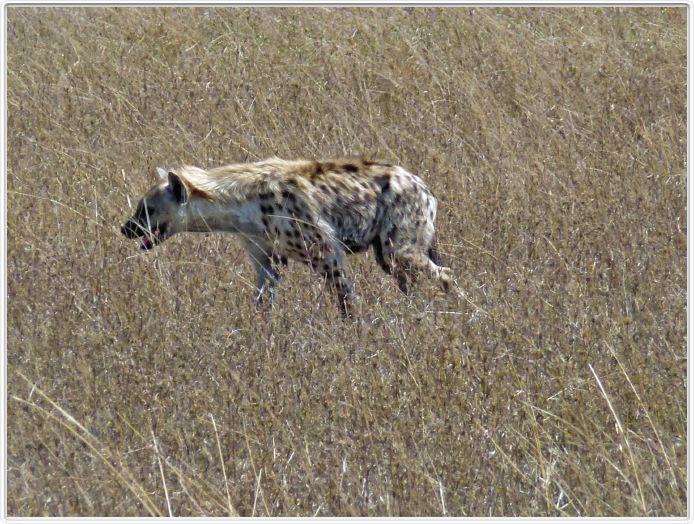En route pour le Cratère de Ngorongoro