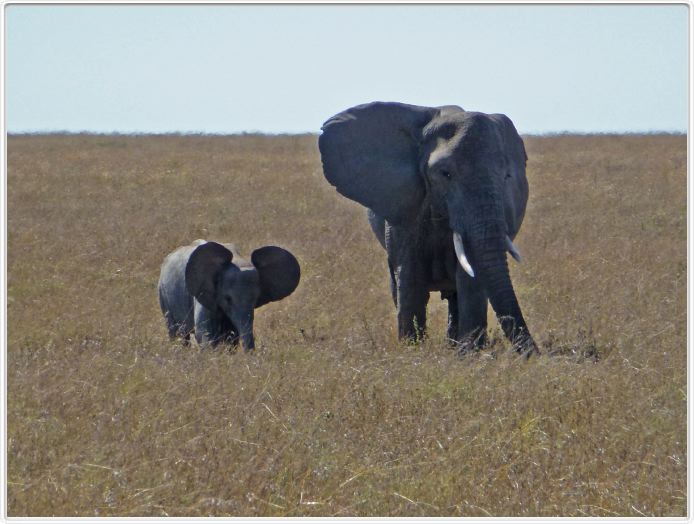 En route pour le Cratère de Ngorongoro