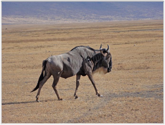 Safari dans le  Cratère de Ngorongoro