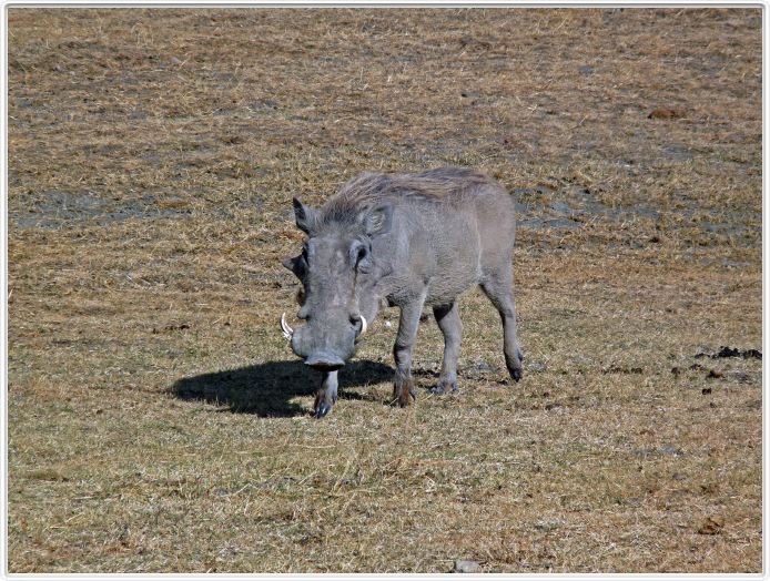 Safari dans le  Cratère de Ngorongoro
