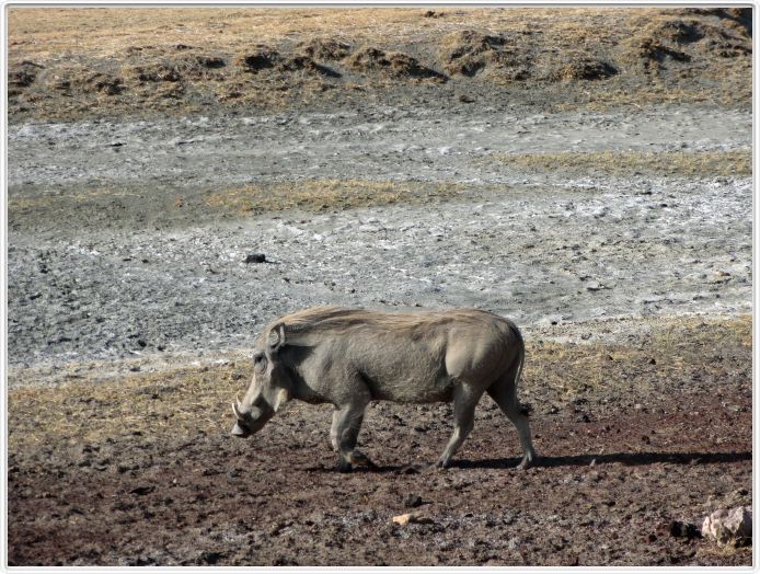 Safari dans le  Cratère de Ngorongoro