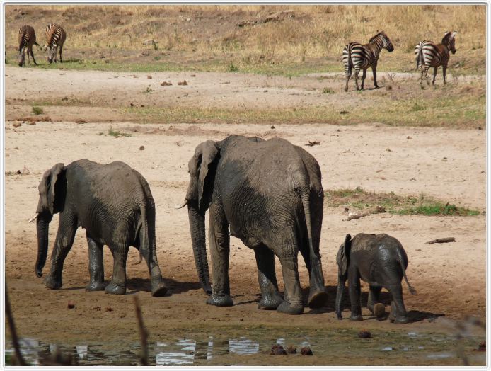 Parc national Tarangire