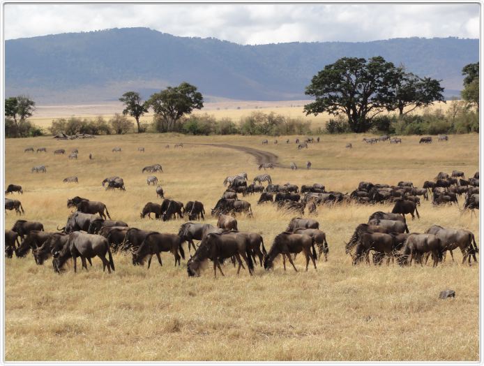 Safari dans le  Cratère de Ngorongoro