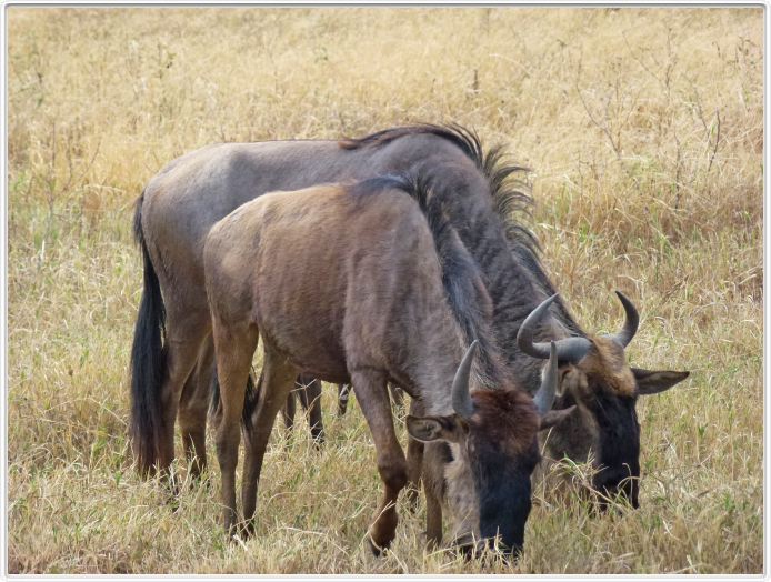Safari dans le  Cratère de Ngorongoro