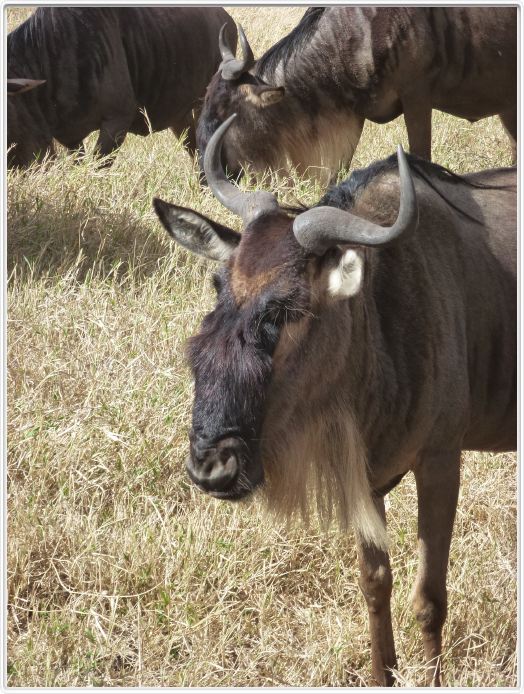Safari dans le  Cratère de Ngorongoro