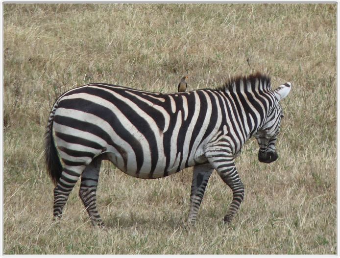 Safari dans le  Cratère de Ngorongoro