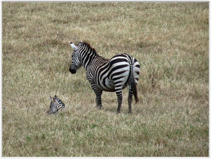 Safari dans le  Cratère de Ngorongoro