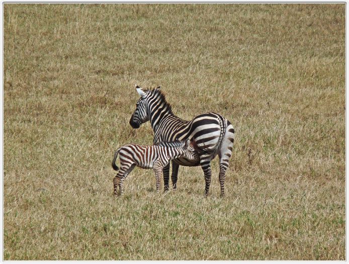Safari dans le  Cratère de Ngorongoro