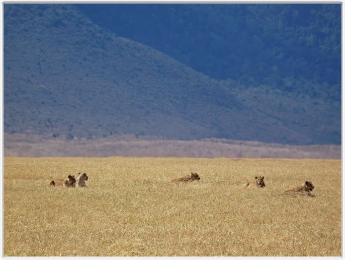 Safari dans le  Cratère de Ngorongoro