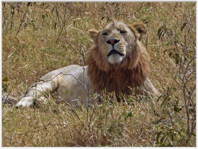 Safari dans le  Cratère de Ngorongoro