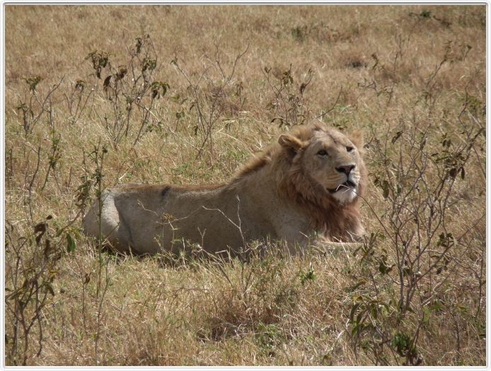 Safari dans le  Cratère de Ngorongoro