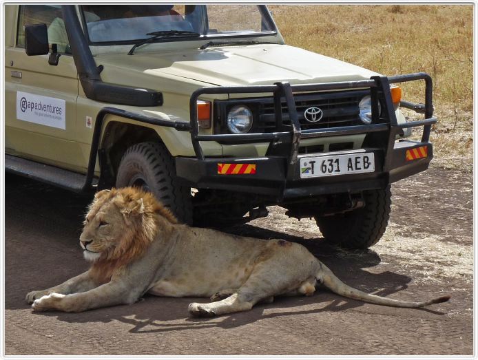 Safari dans le  Cratère de Ngorongoro