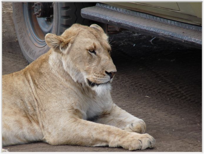 Safari dans le  Cratère de Ngorongoro