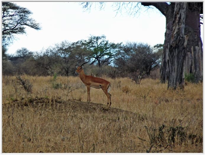 Parc national Tarangire