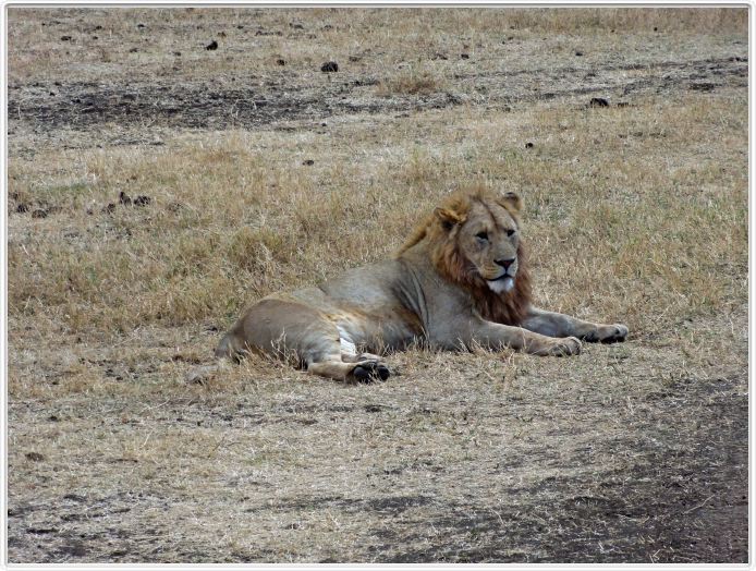 Safari dans le  Cratère de Ngorongoro