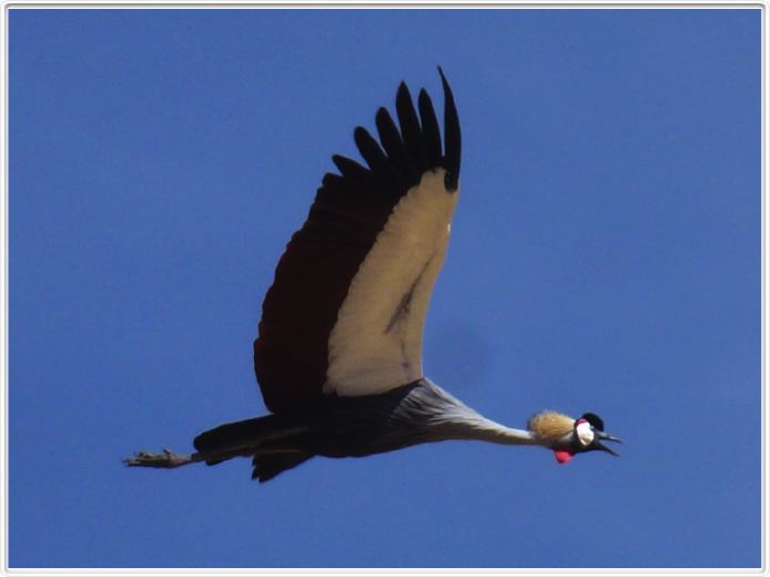 Safari dans le  Cratère de Ngorongoro (Photo Claude Jacot)