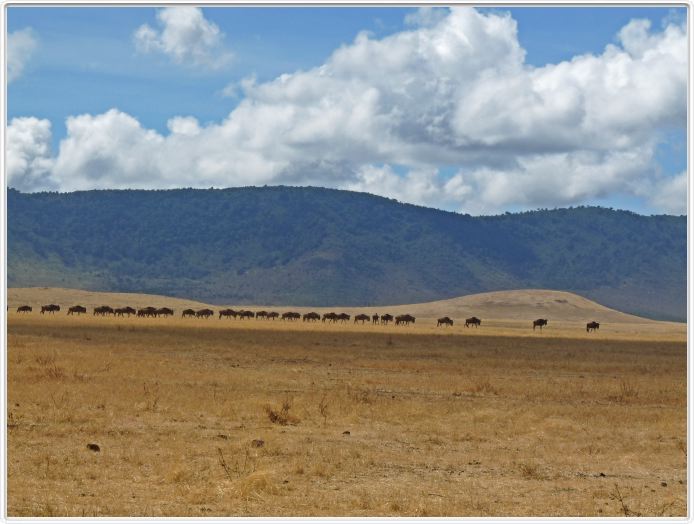 Safari dans le  Cratère de Ngorongoro